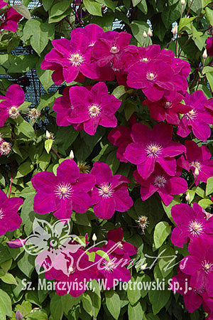 Клематис гибридный Рудж Кардинал